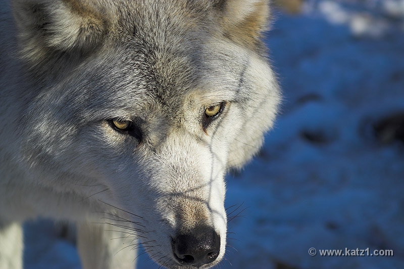 Arctic Wolf 034